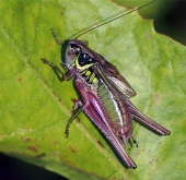 Grasshopper on green leaf