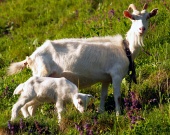 Weiße Ziege mit Kind auf der Wiese