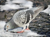 Pigeon tratando de encontrar comida en la nieve
