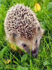 Hedgehog sull'erba verde