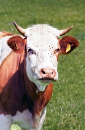 Milk cow portrait