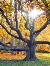 Enorme albero e il sole in autunno
