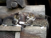 Gattini che giocano su legno accatastati