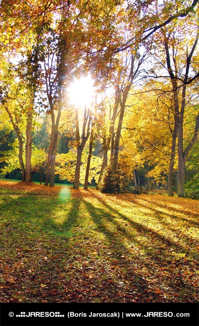 Stralen van de zon en de bomen in de herfst