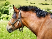 Portret van paard
