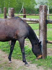 Zwart paard eet gras bij boerderij