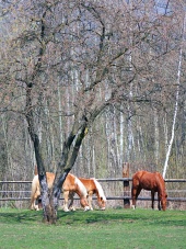 Paarden grazen in het veld