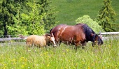 Merrie en veulen grazen in het hoge gras