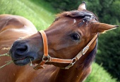 Portret konia jedzenia trawy
