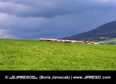 O turma de oi pe lunca înainte de furtună