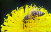 Wasp pe flori galben