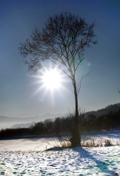 Sol och träd i kall vinterdag
