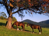 Hästar under röda träd