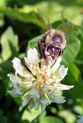Bee pollinerar blomman