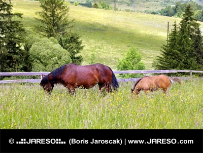 Kobila in žrebe na pašniku