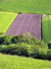 Zeleni travniki in polja