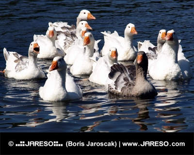 Group of geese in the water