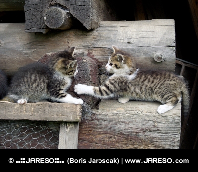 Kittens playing on stacked wood