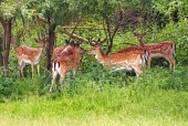 A small herd of fallow deer stags