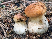 Two young summer cep mushrooms