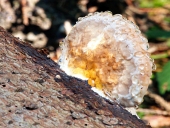 A wood-decay fungus covered with moisture
