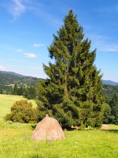 A stack of a hay under the spruce tree