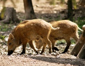 Wild pigs in forest