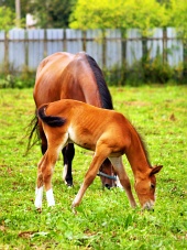 Mare and foal grazing