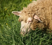Grazing sheep portrait