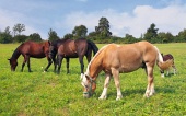Horses grazing in the meadow
