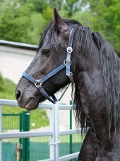 Portrait of a black horse with a blue harness