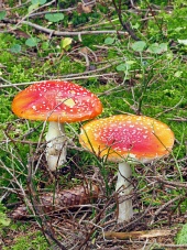 Two Amanita muscarias on moss