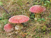 Three red Amanita muscarias in tall grass