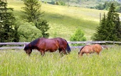 Mare and foal grazing in countryside