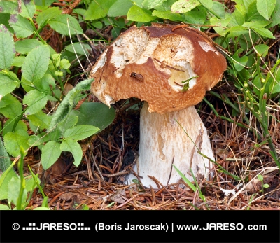 Частично ухапана лятна червена бели гриби в природата