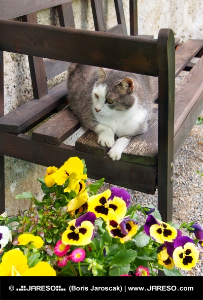 Котка, почиваща на дървена пейка