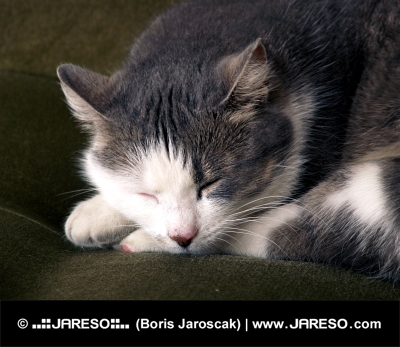 Детайл на черно-бяла котка, спяща на дивана