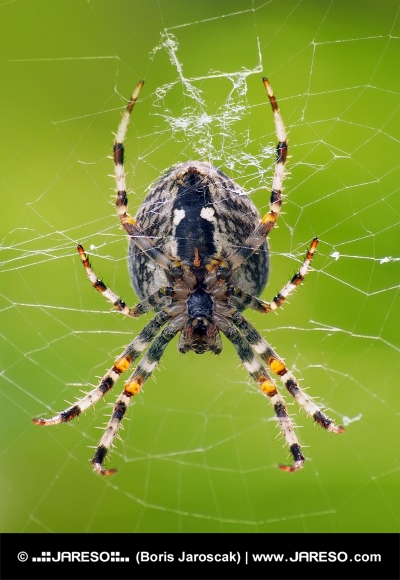 Близък план на малък паяк, плетещ мрежата си