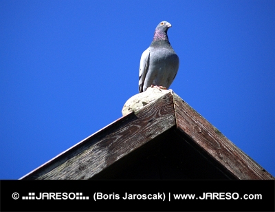 Гълъб, седнал на ръба на покрив