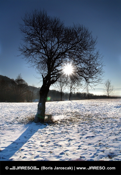 Слънце, скрито на върха на дървото през зимния ден