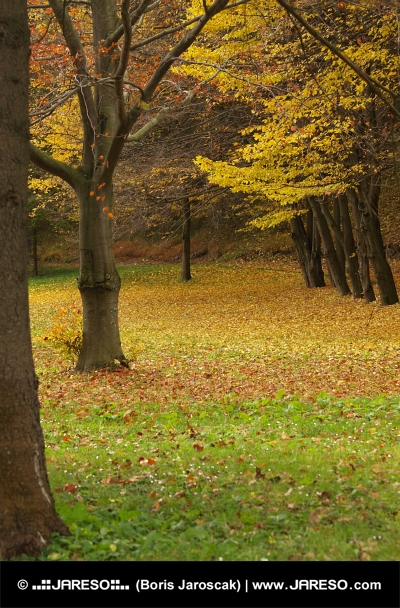 Парк през есента с листа под дърветата