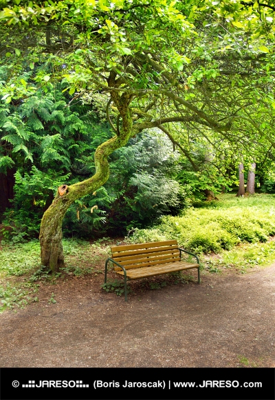 Пейка под дърво в парк