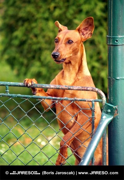 Куче гледа през оградата