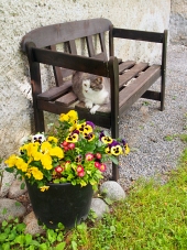Котка, почиваща на пейка на открито