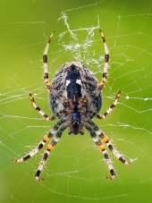 Близък план на малък паяк, плетещ мрежата си
