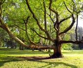 Много старо дърво в парка