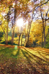 Слънчеви лъчи и дървета през есента