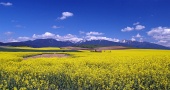 Жълто поле и планината Рохаче, Словакия