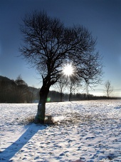 Слънце, скрито на върха на дървото през зимния ден