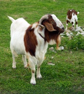Стари и млади планински кози в зеления двор